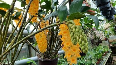 Dendrobium densiflorum