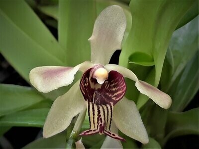 Papilionanthe (Vanda) taiwaniana (NEU) Papilionanthe (Vanda) taiwaniana (NEU)