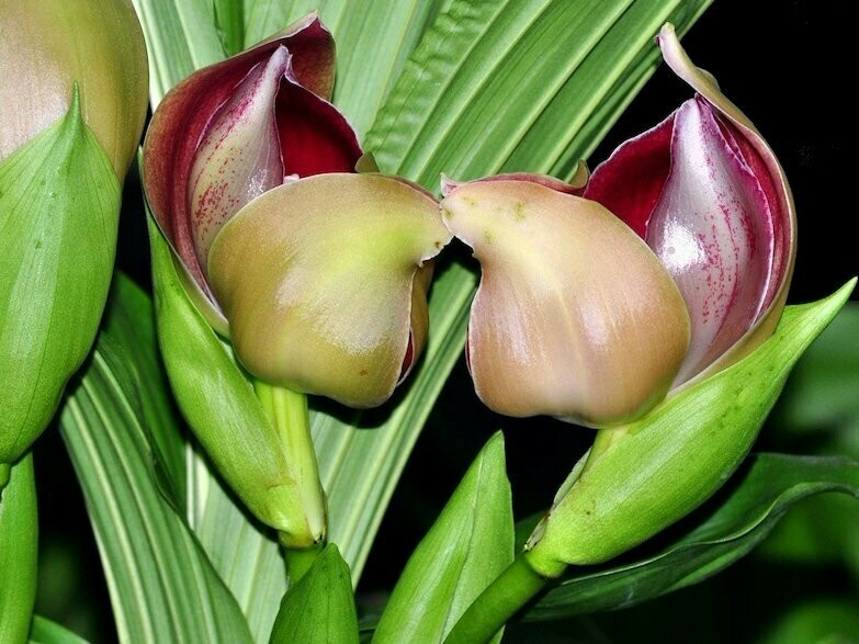 Anguloa ruckeri Anguloa ruckeri