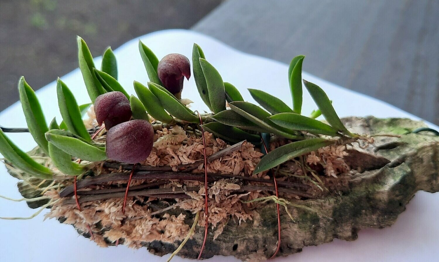 Acianthera braegae Barros