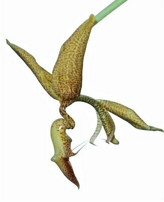 Gongora pardina (NEU) Gongora pardina (NEU)