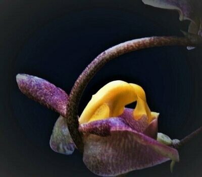 Gongora cassidea