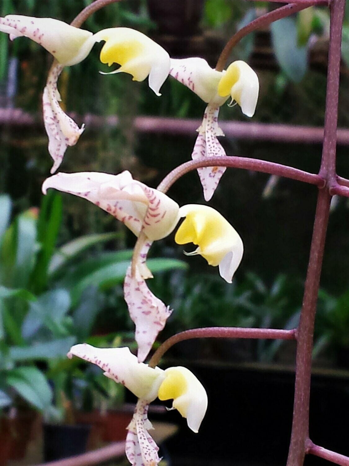 Gongora truncata Gongora truncata