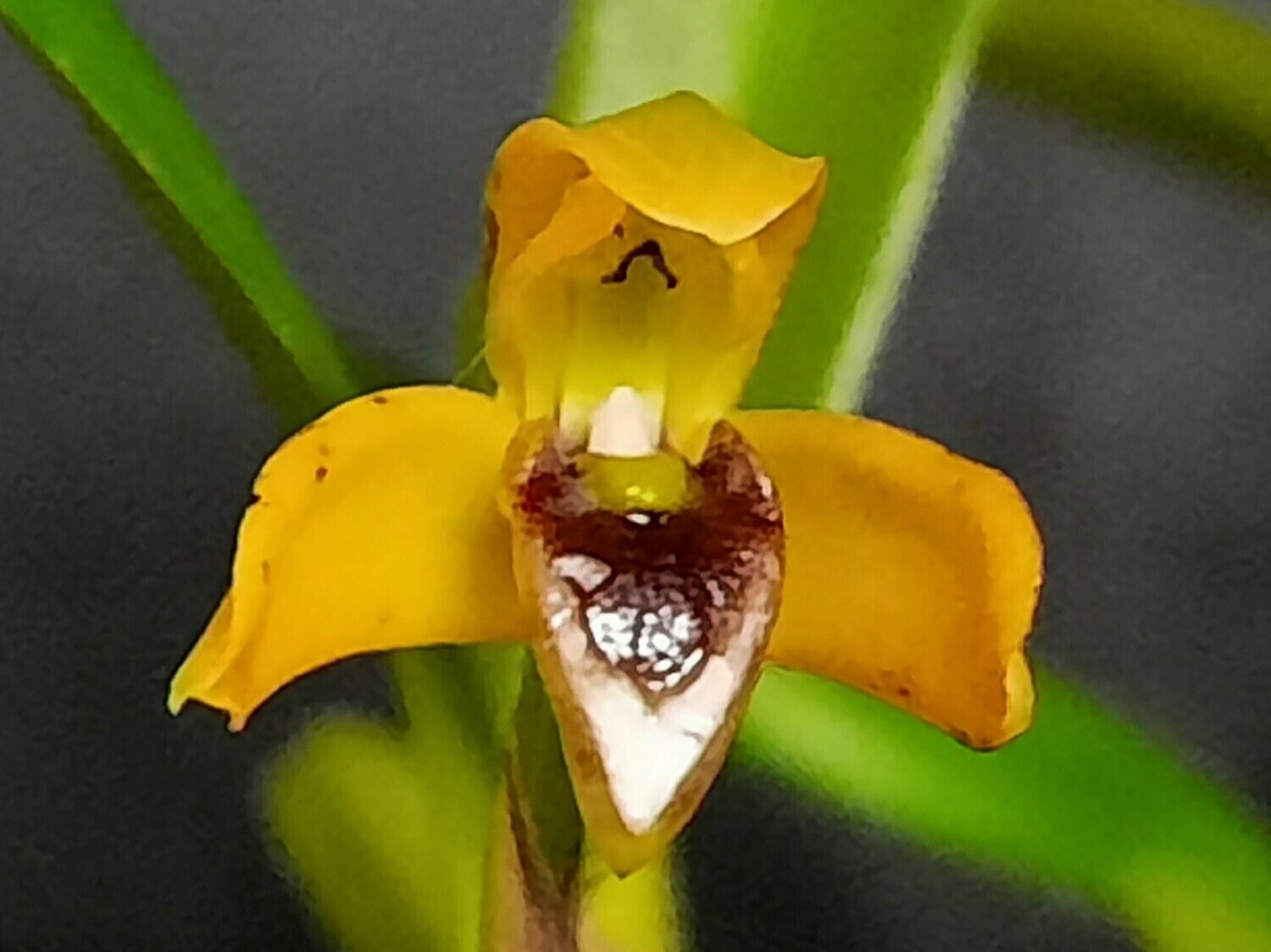 Maxillaria notylioglossa