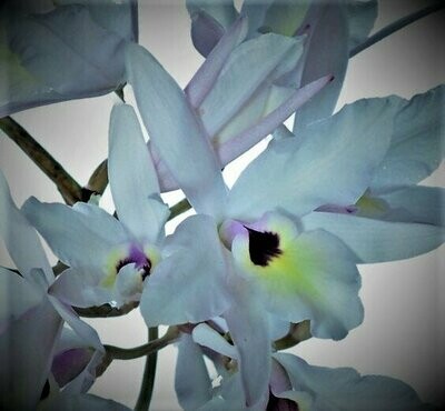 Laelia rubescens Laelia rubescens