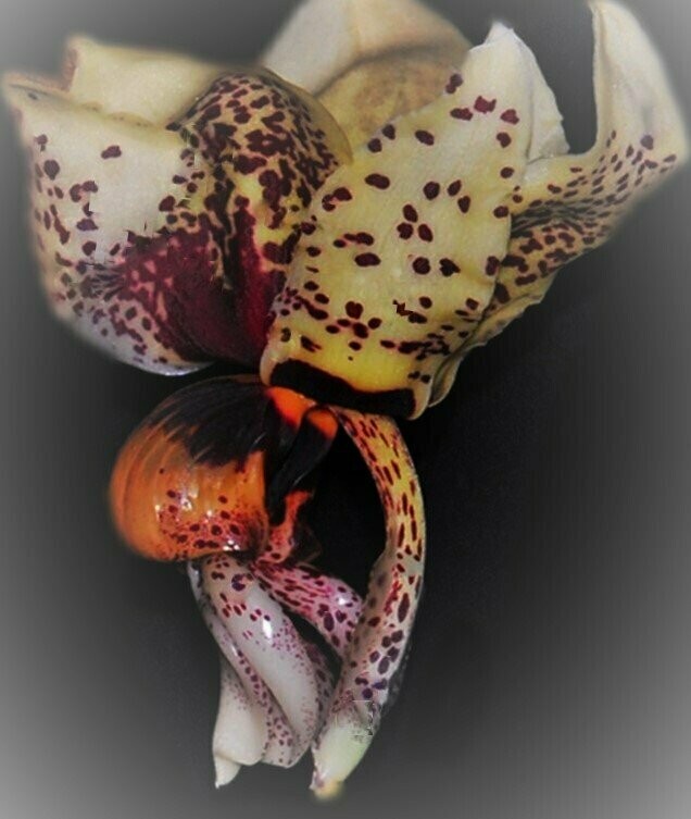 Stanhopea nigroviolacea x grandiflora x Stanhopea saccata x insignis