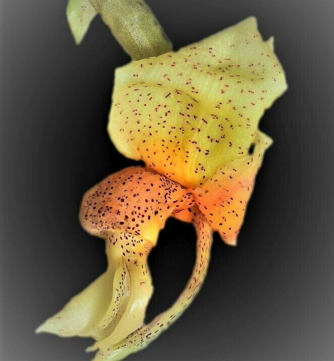 Stanhopea saccata