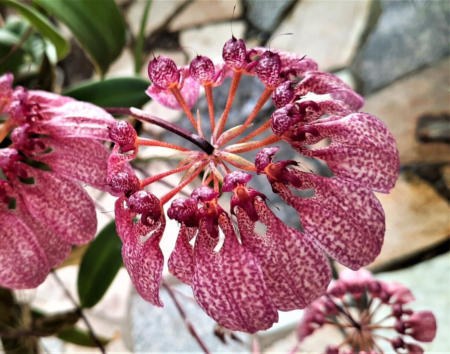 Cirrhopetalum eberhardtii