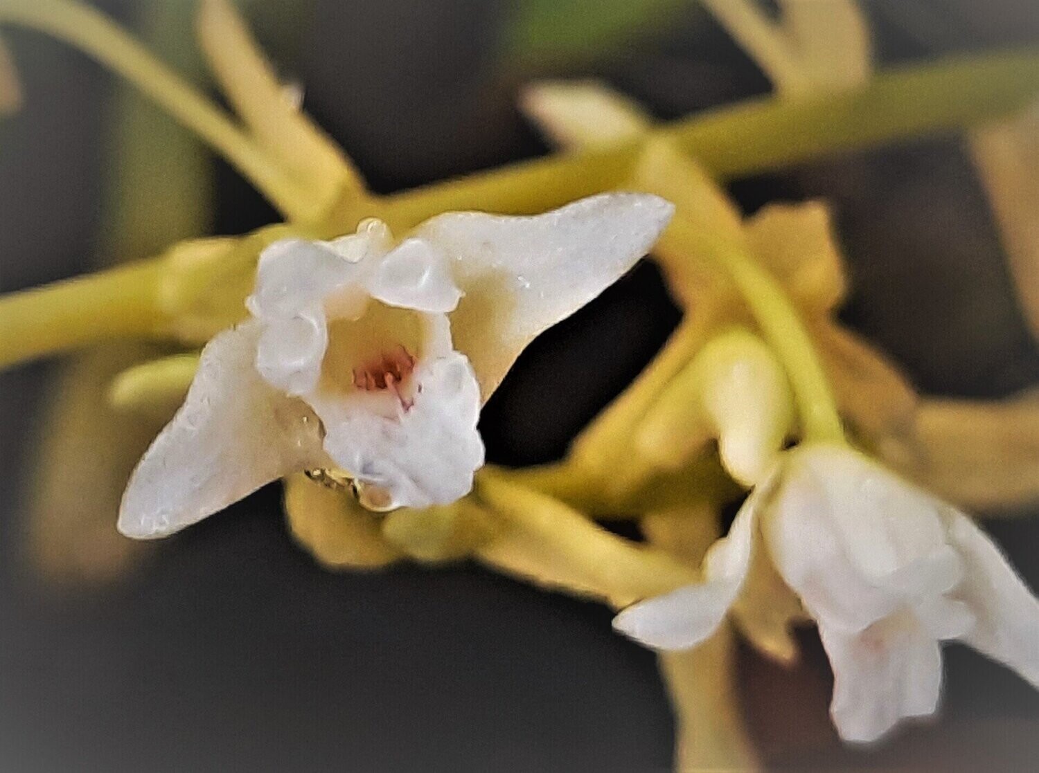 Pinalia (Eria) bractescens