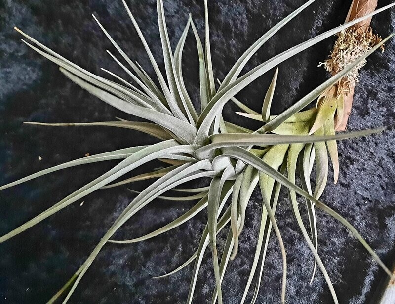 Tillandsia aeranthos var. griseus Tillandsia aeranthos var. griseus