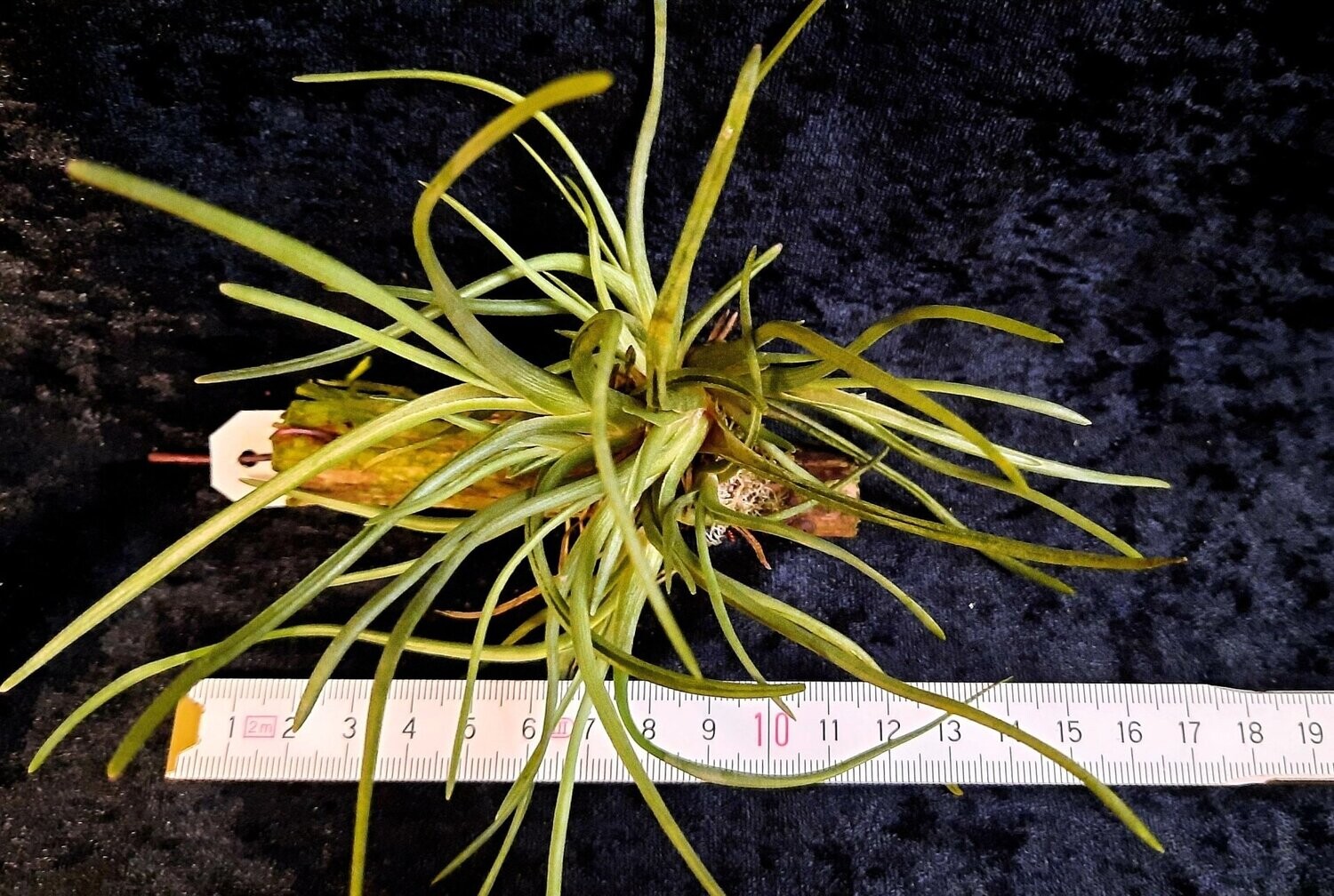 Tillandsia albertiana - (S)