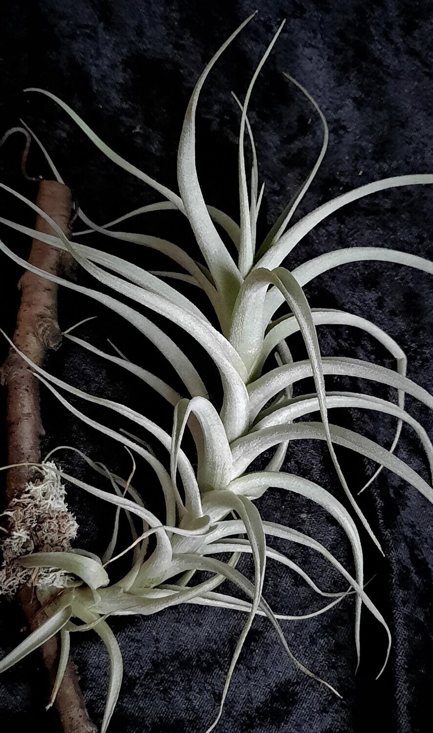 Tillandsia albida