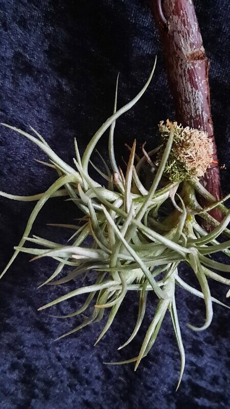 Tillandsia andicola