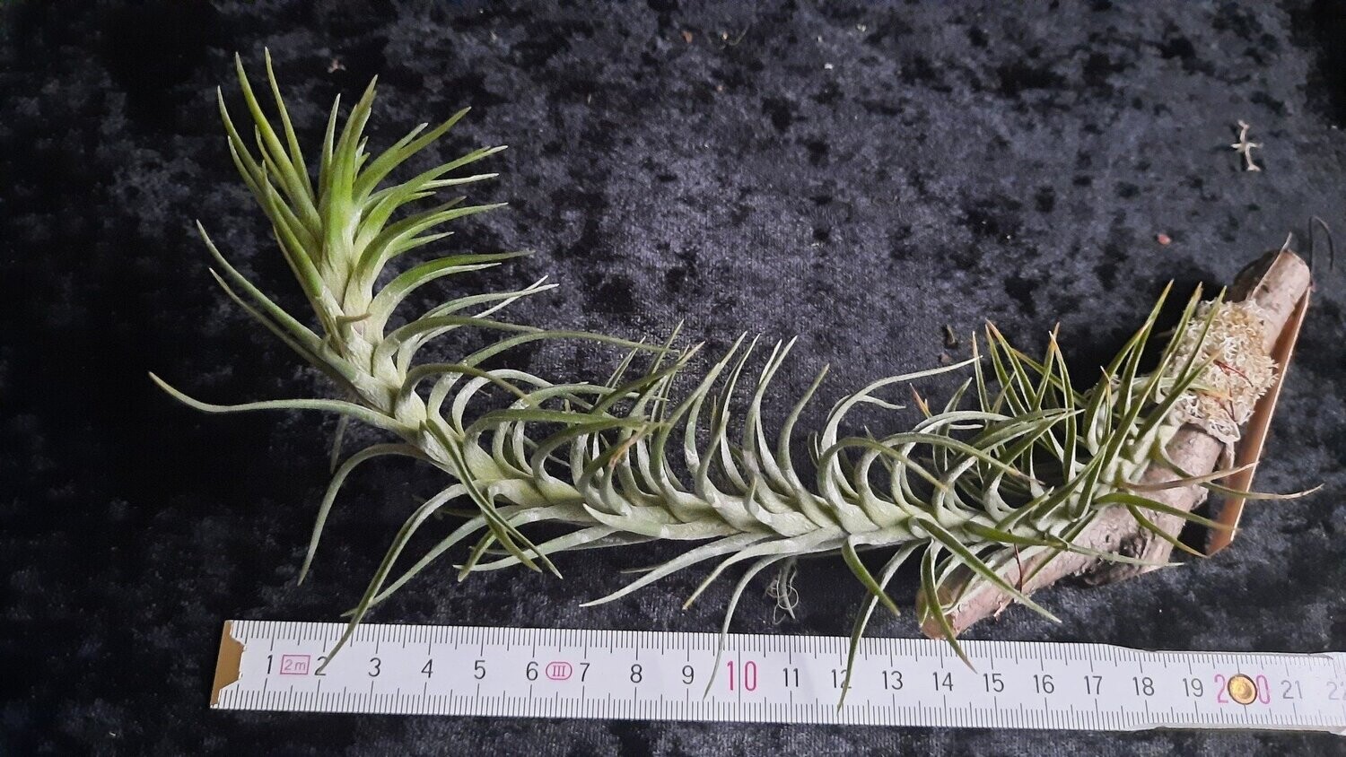 Tillandsia araujei (S)