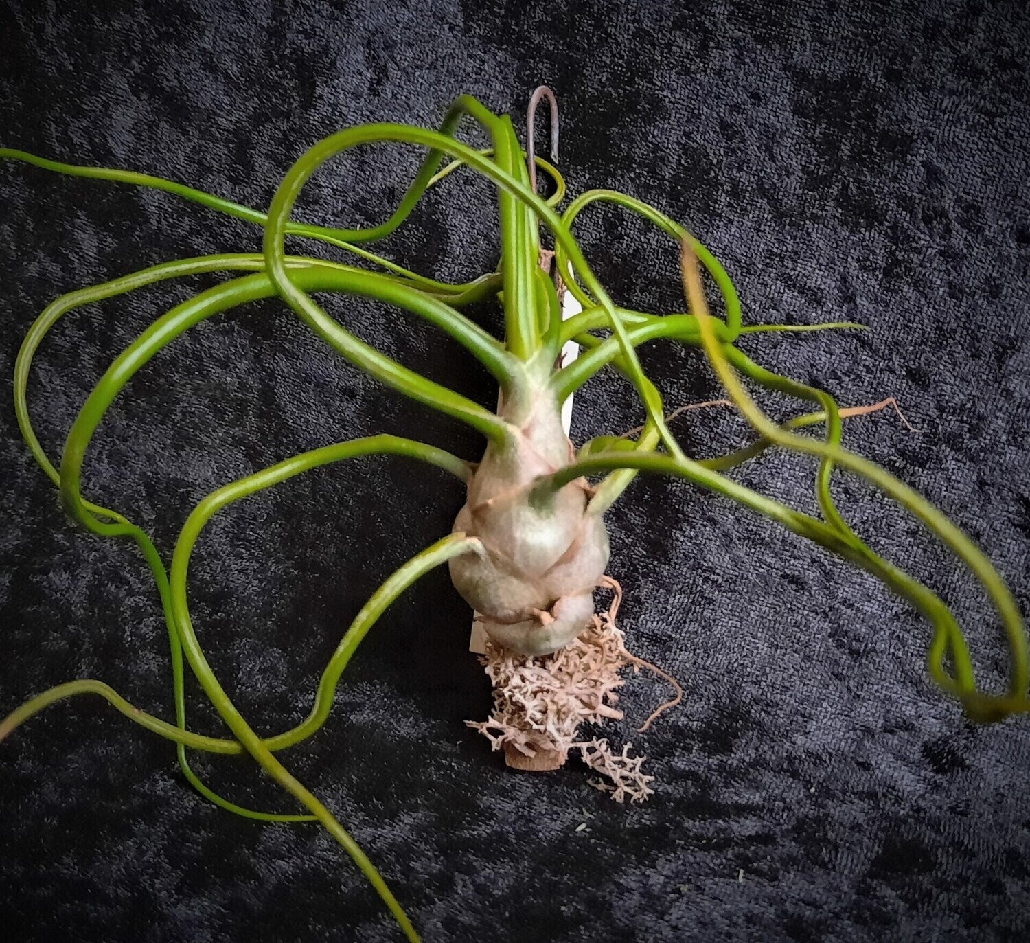 Tillandsia bulbosa (S)