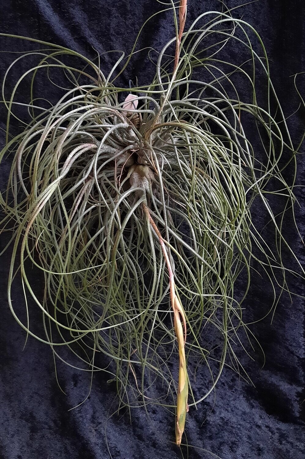 Tillandsia butzii   (extra groß)