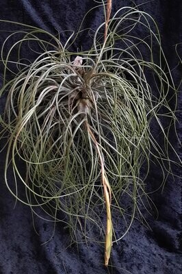 Tillandsia butzii (extra groß) Tillandsia butzii (extra groß)