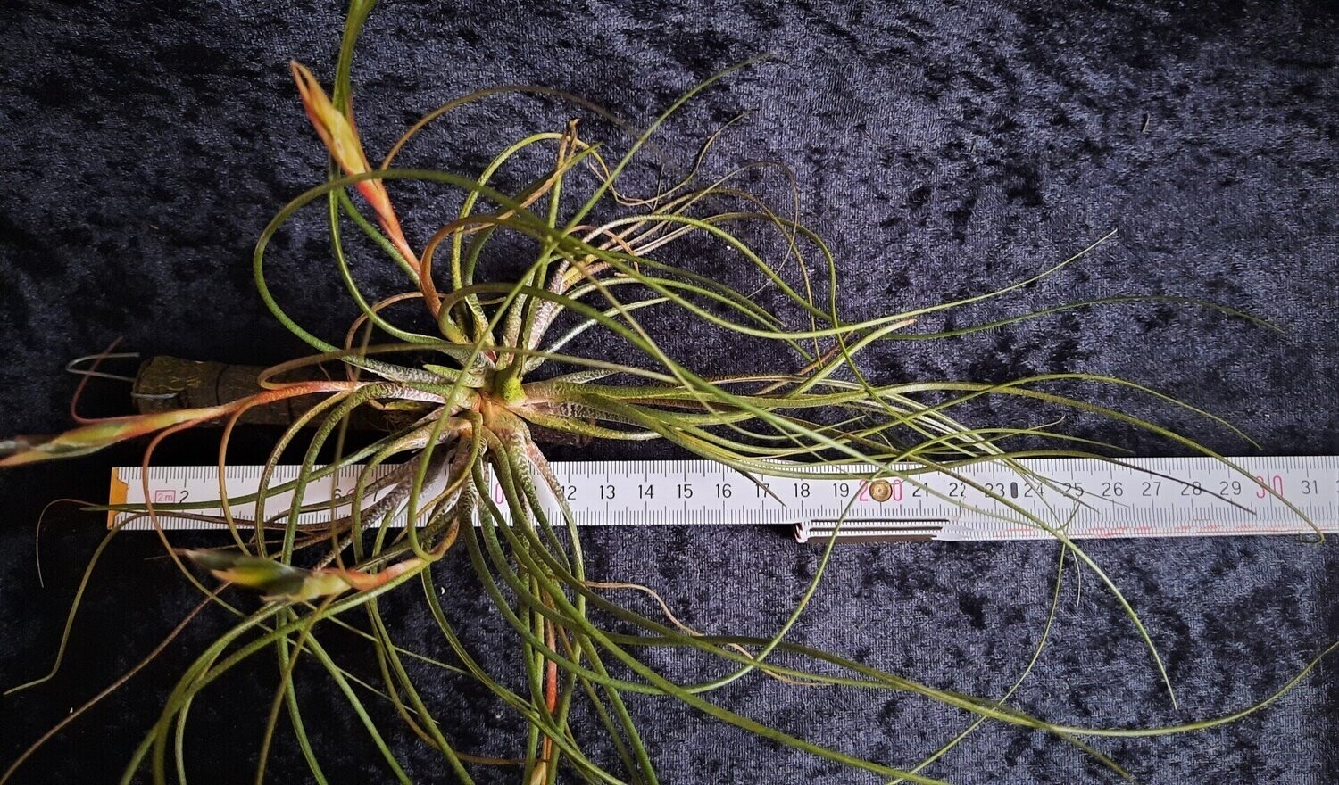 Tillandsia butzii var. roseiflora (M)