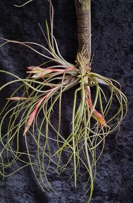 Tillandsia butzii var. roseiflora Tillandsia butzii var. roseiflora