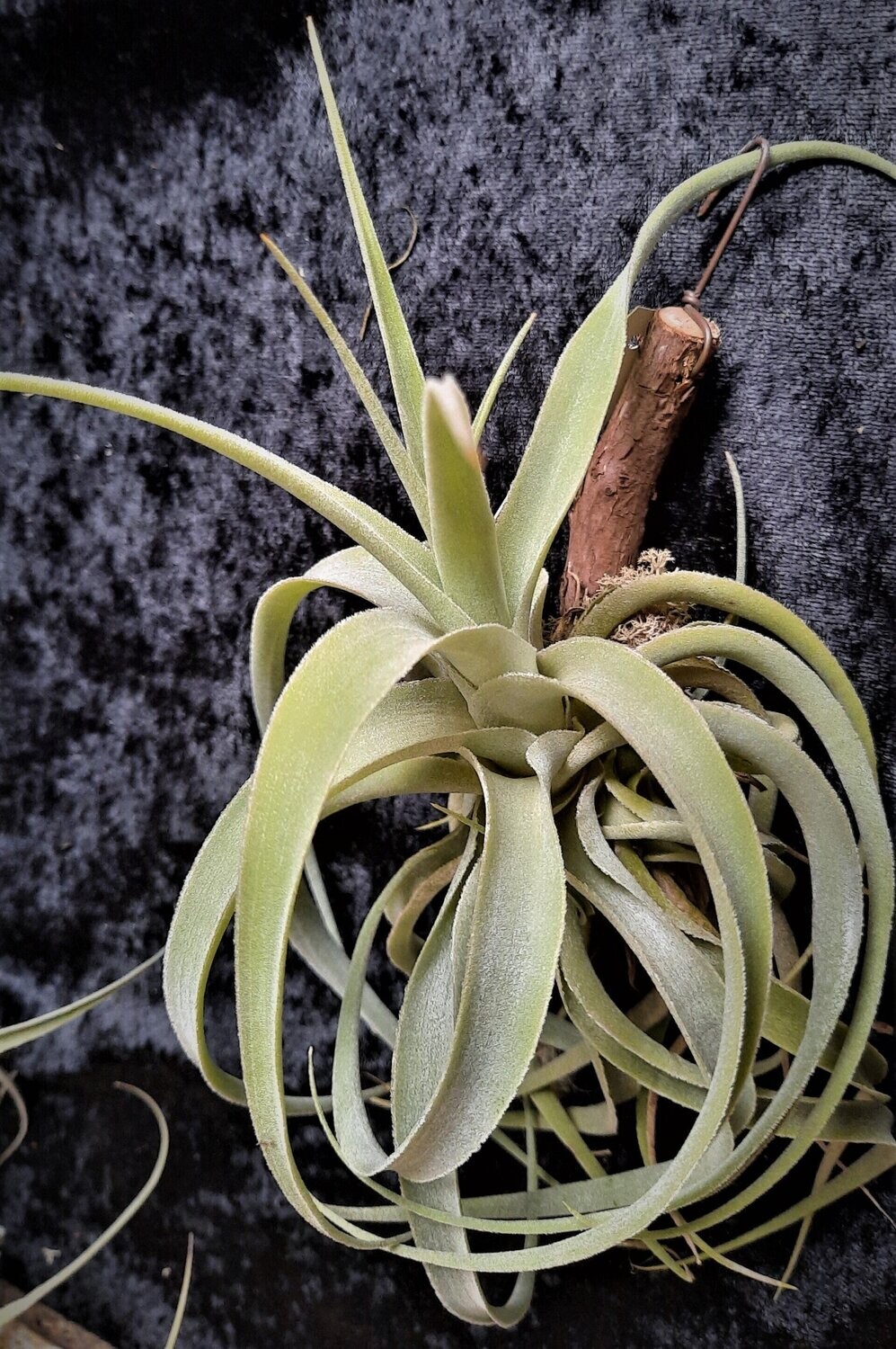 Tillandsia cacticola (M)