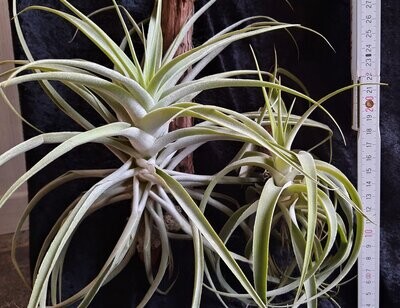 Tillandsia cacticola