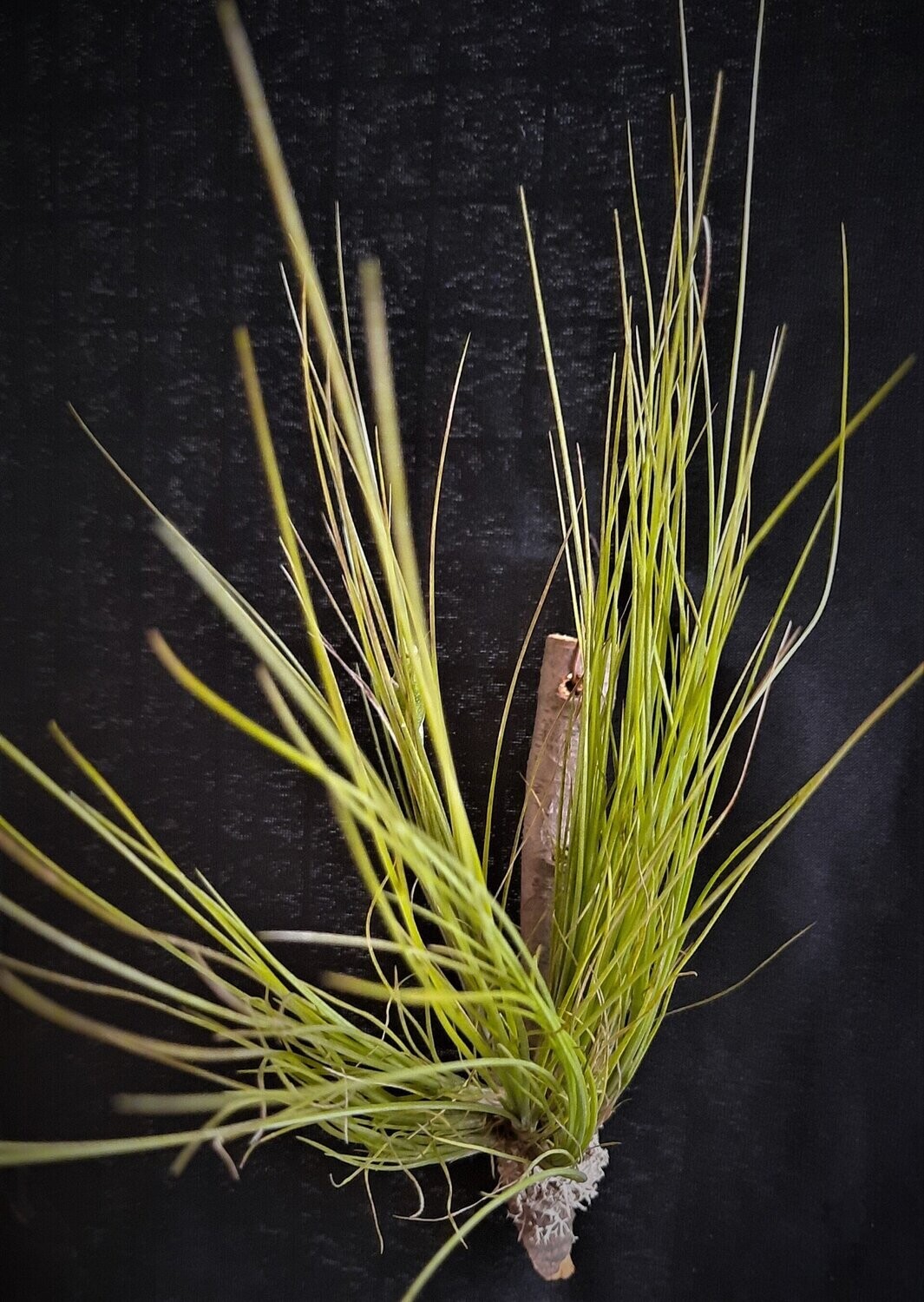 Tillandsia  chaetophylla