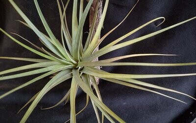 Tillandsia concolor