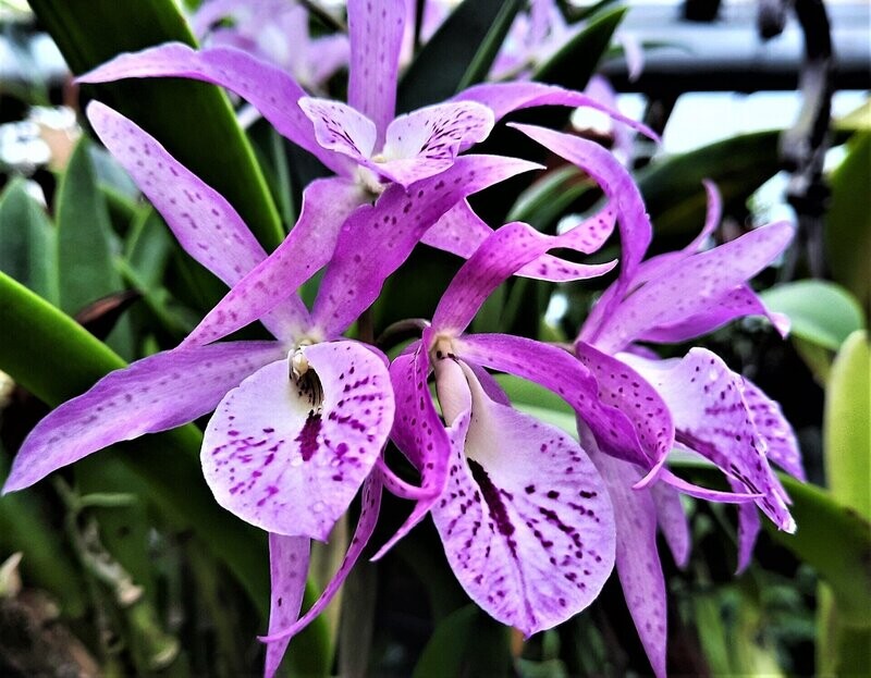 Brassanthe Maikai