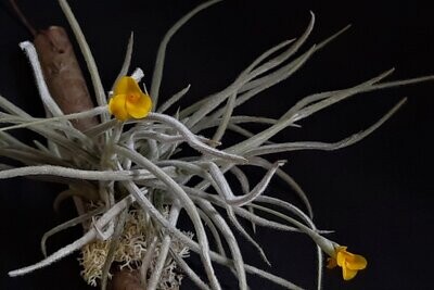 Tillandsia crocata  (gelb)