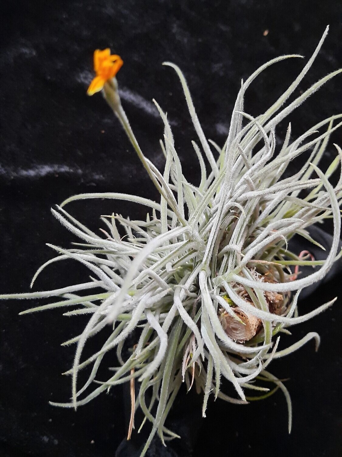 Tillandsia crocata - gelb (L)