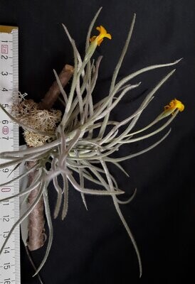 Tillandsia crocata (gelb) x Till. usneoides Tillandsia crocata (gelb) x Till. usneoides