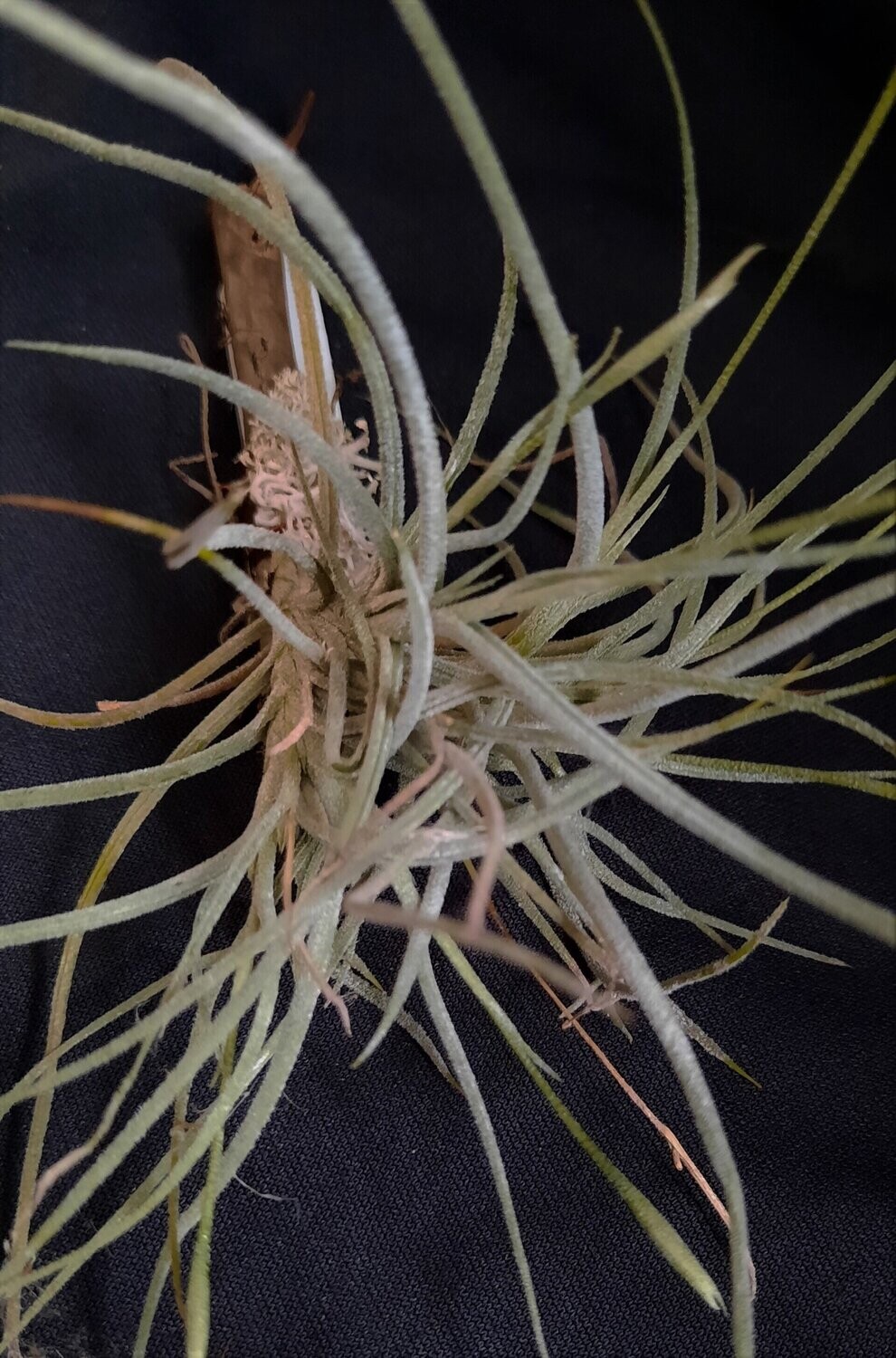 Tillandsia crocata  (gelb) x Till. usneoides  (L)