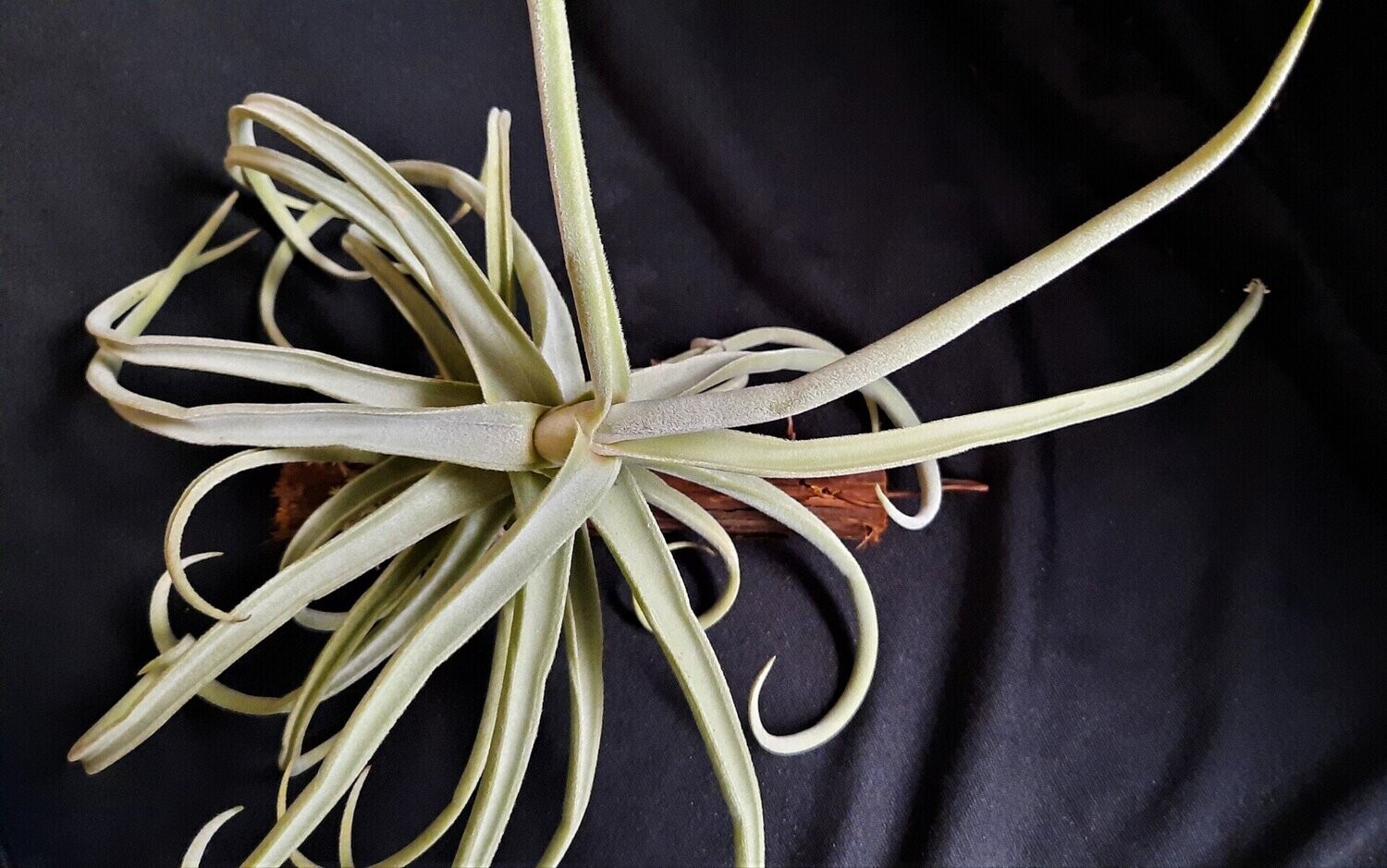 Tillandsia duratii