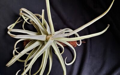 Tillandsia duratii