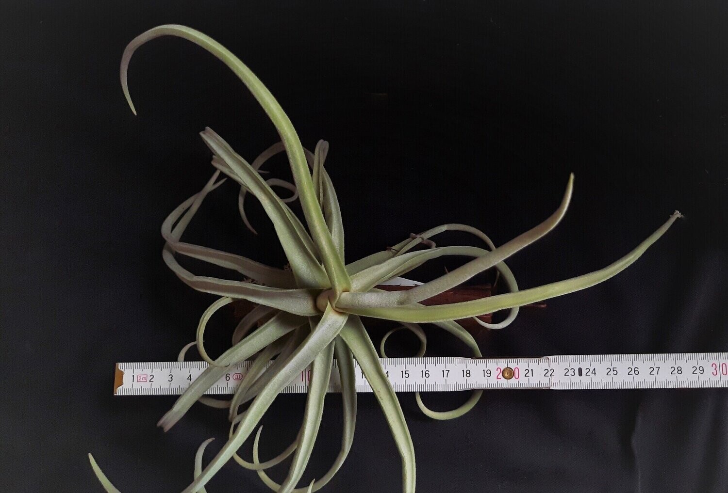 Tillandsia duratii (M) Tillandsia duratii (M)