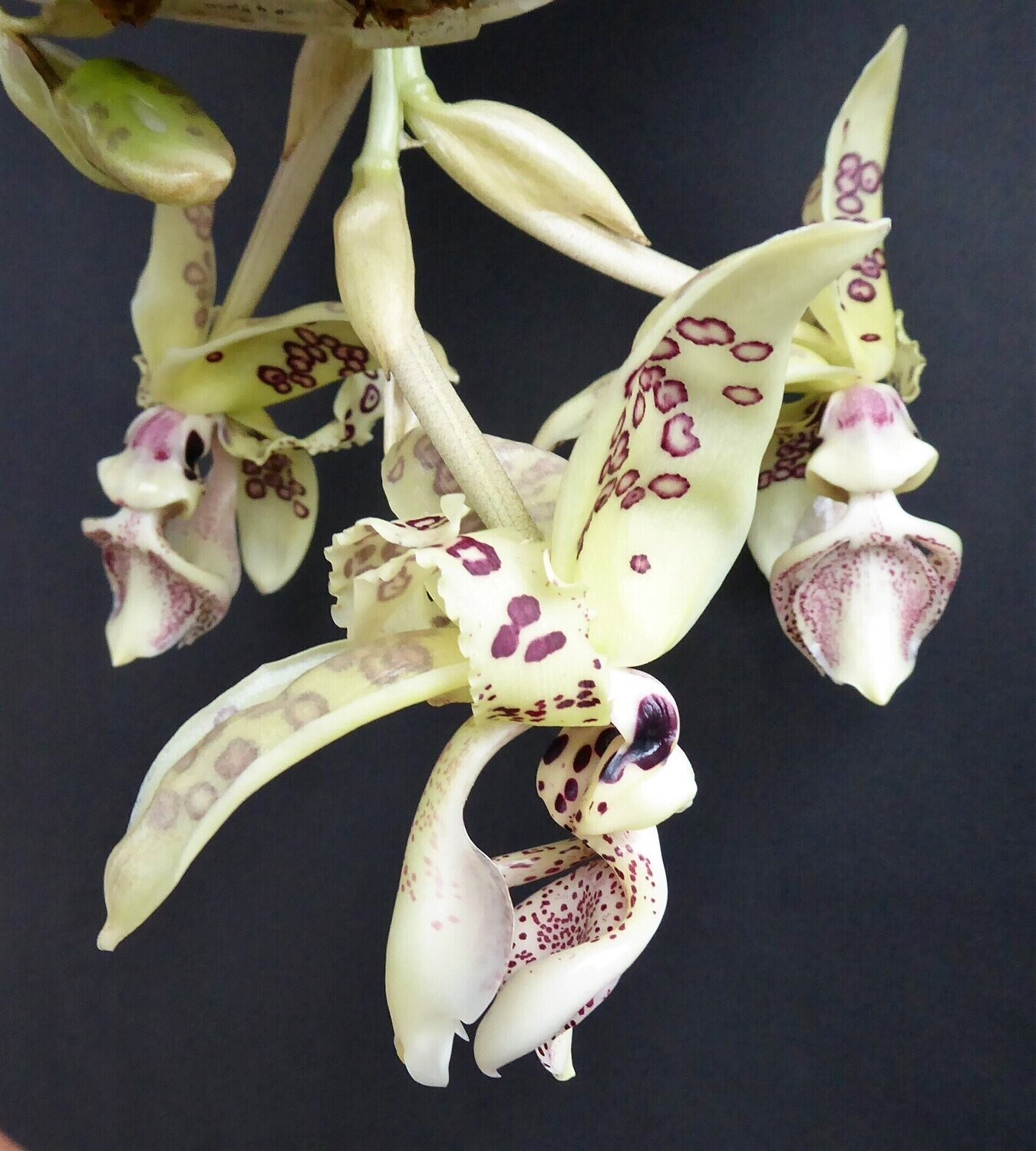 Stanhopea costaricensis