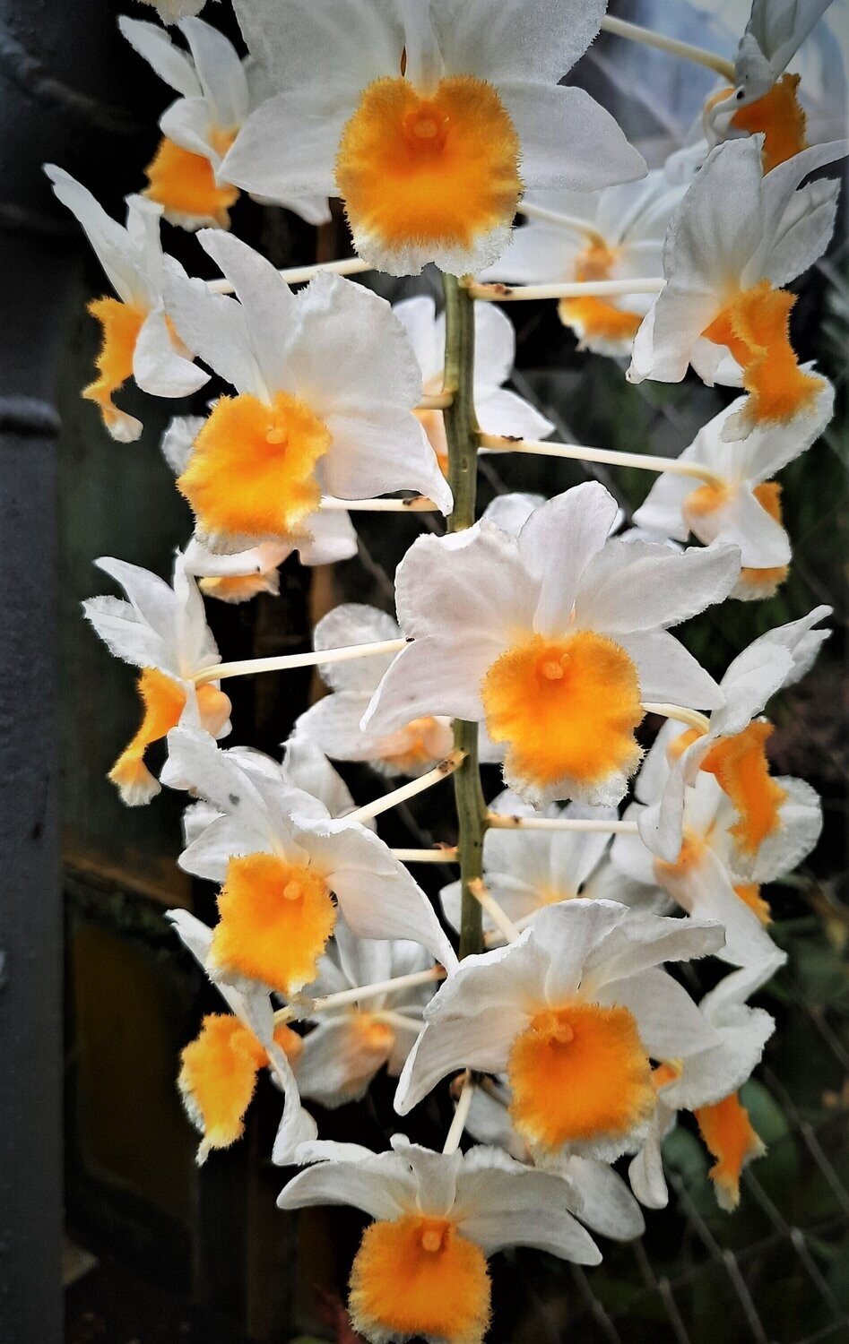 Dendrobium palpebrae Dendrobium palpebrae