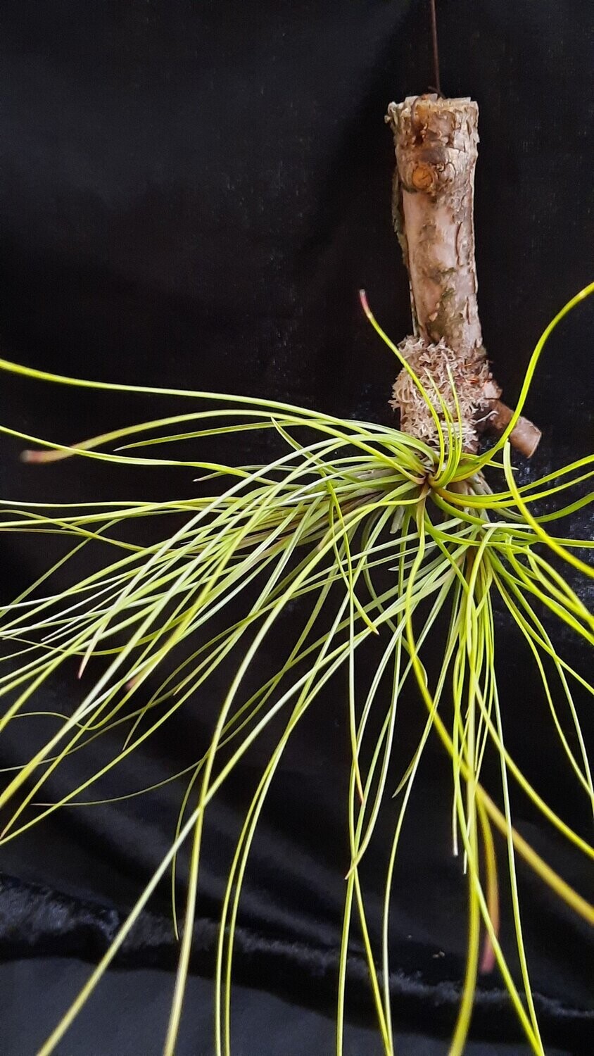 Tillandsia festucoides
