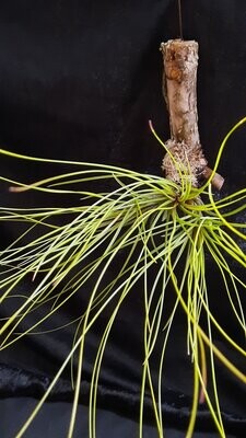 Tillandsia festucoides