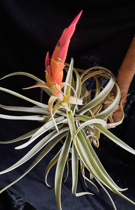 Tillandsia harrisii