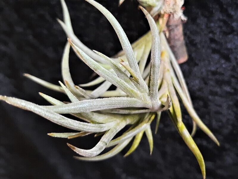 Tillandsia glabrior