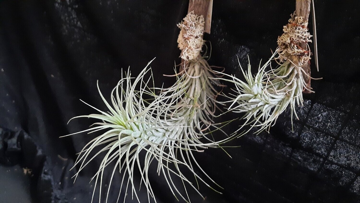 Tillandsia heteromorpha  (M)