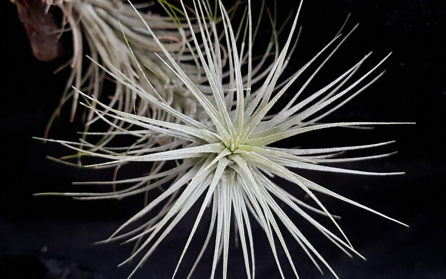 Tillandsia heteromorpha  (L)