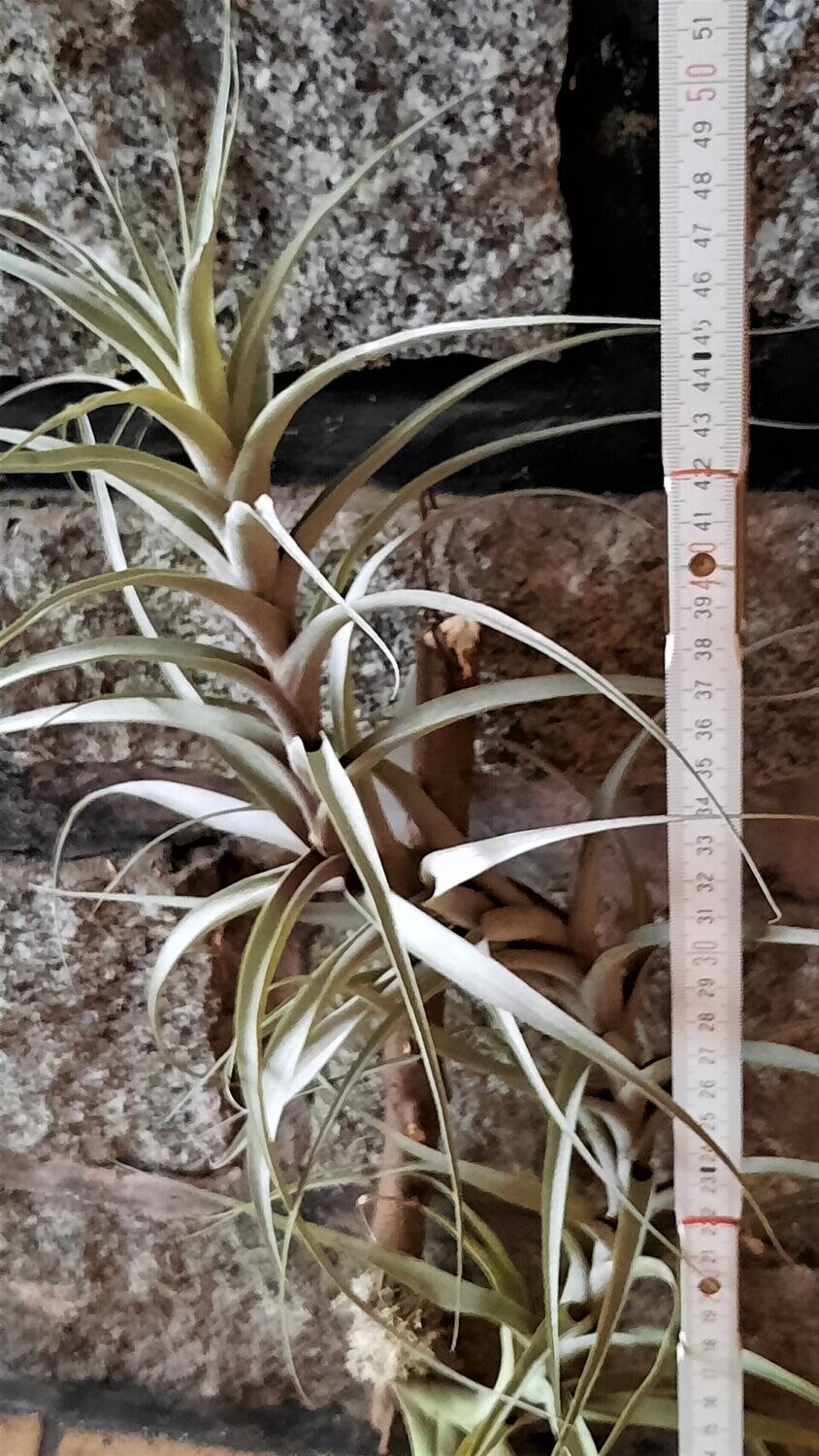 Tillandsia incarnata (M)