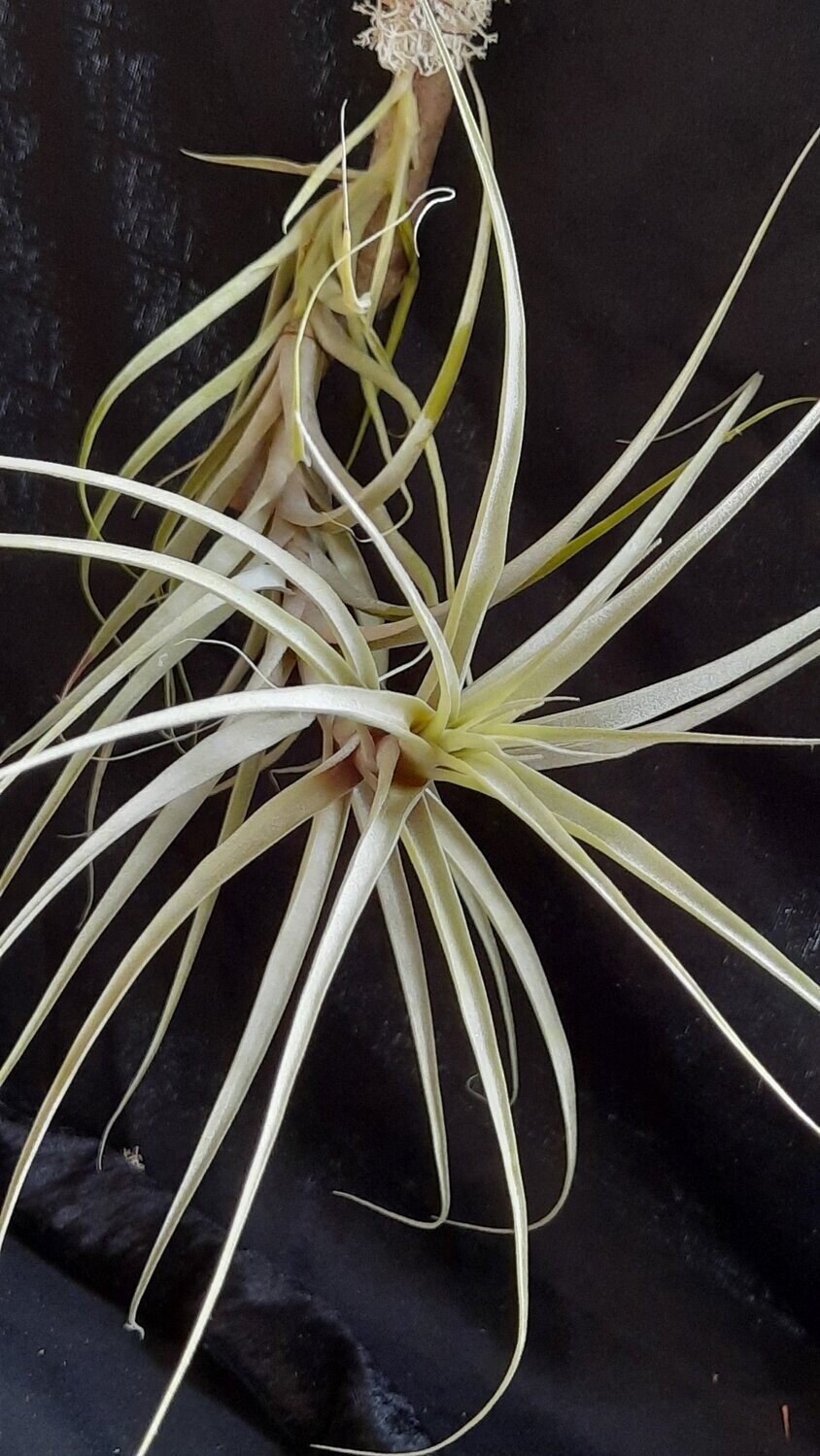 Tillandsia incarnata