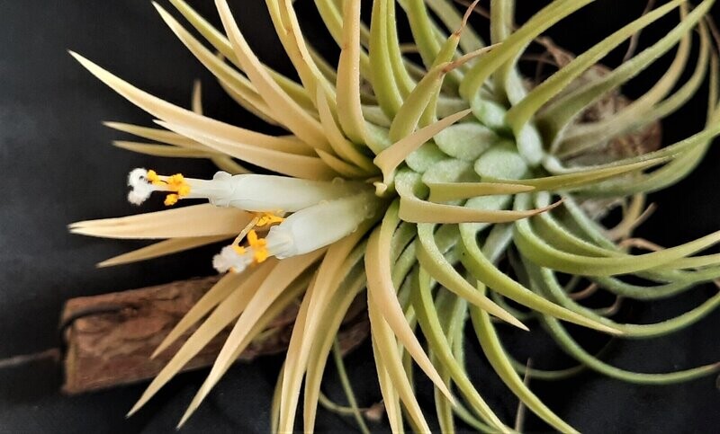 Tillandsia ionantha  'Druid'