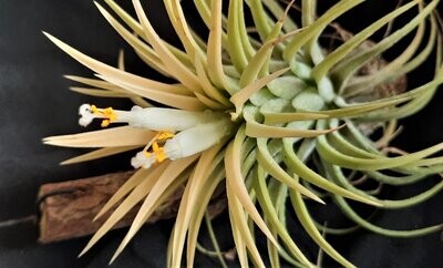 Tillandsia ionantha  'Druid'