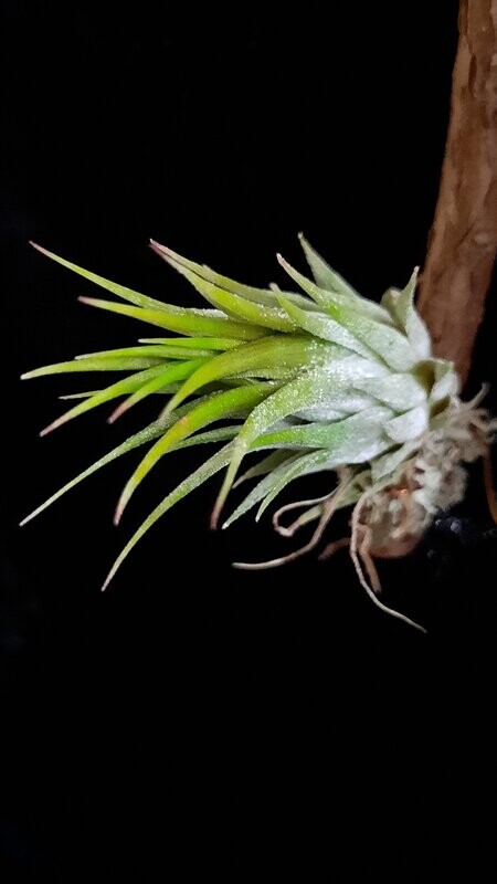 Tillandsia ionantha 'Haselnuss' Tillandsia ionantha 'Haselnuss'
