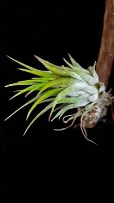 Tillandsia ionantha  'Haselnuss'