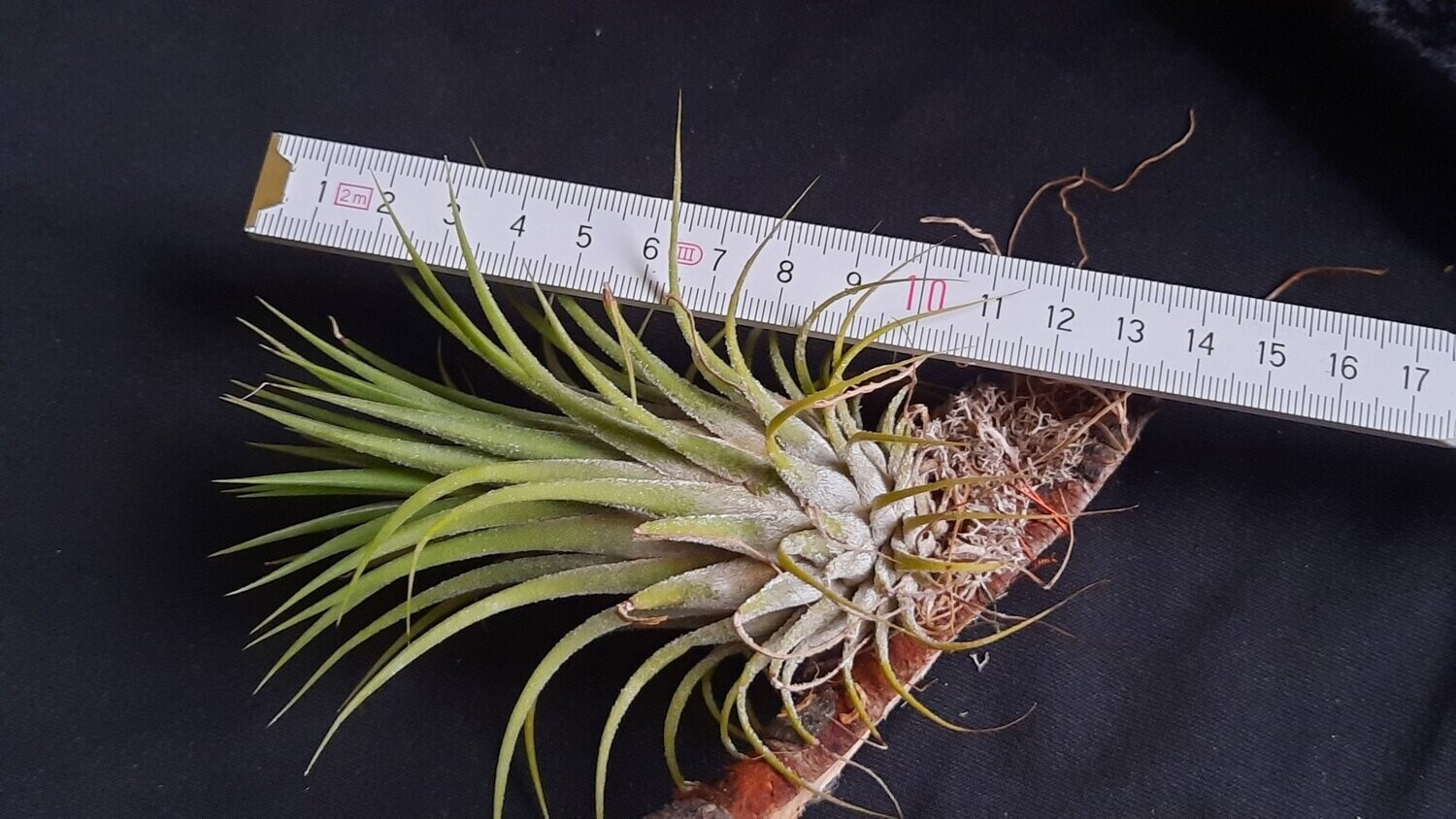 Tillandsia ionantha 'Gigantea' (S)